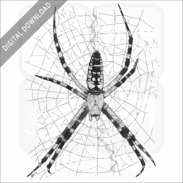 Black & Yellow Garden Spider