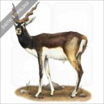 Blackbuck or Indian Antelope stock image