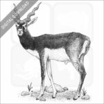 Blackbuck or Indian Antelope.