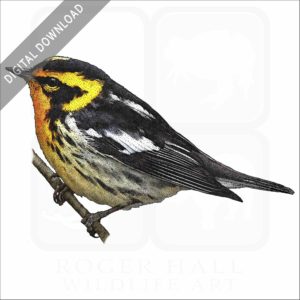 Blackburnian Warbler stock image
