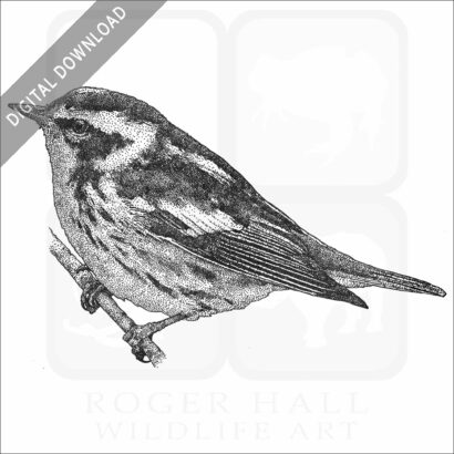 Blackburnian Warbler