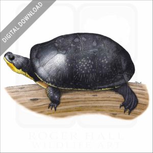 Blanding's Turtle stock image