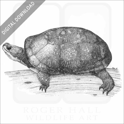 Blanding's Turtle