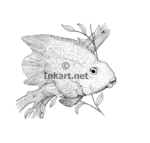Stock Art Drawing of a Blood Parrot Cichlid - Image 2