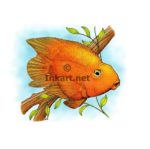 Stock Art Drawing of a Blood Parrot Cichlid