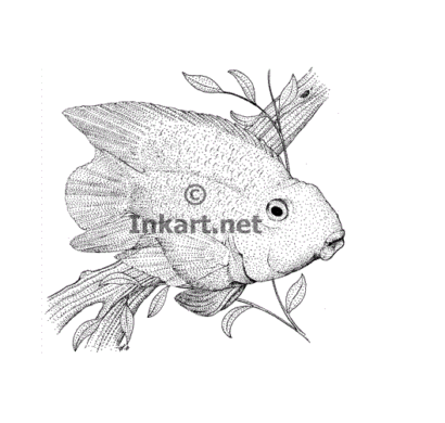 Stock Art Drawing of a Blood Parrot Cichlid - Image 2