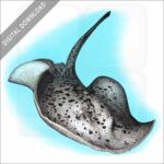 Blotched Fantail Ray stock image