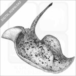 Blotched Fantail Ray