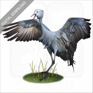 Blue Crane stock image