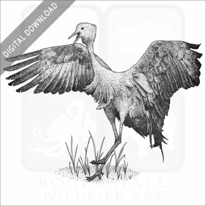 Blue Crane