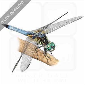 Blue Dasher Dragonfly stock image