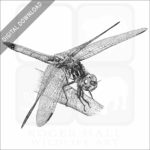 Blue Dasher Dragonfly