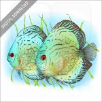 Stock art illustration of a pair of a Blue Discus Fish