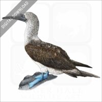 Blue Footed Booby stock image