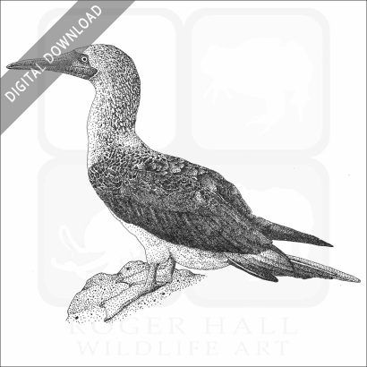 Blue Footed Booby