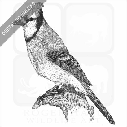 Blue Jay