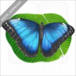 Blue Morpho Butterfly stock image
