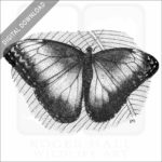 Blue Morpho Butterfly