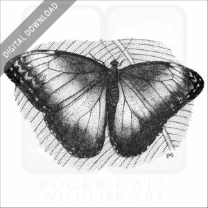 Blue Morpho Butterfly