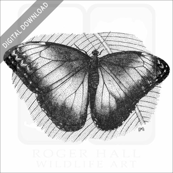 Blue Morpho Butterfly