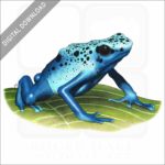 Blue Poison Dart Frog stock image
