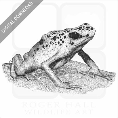 Blue Poison Dart Frog