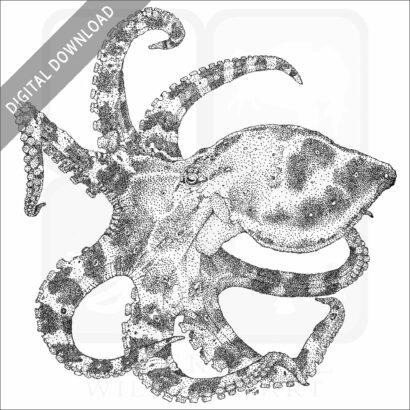 Blue-Ringed Octopus