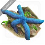 Blue Sea Star stock image