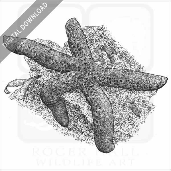 Blue Sea Star
