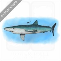 Blue Shark stock image