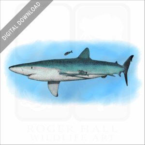 Blue Shark stock image