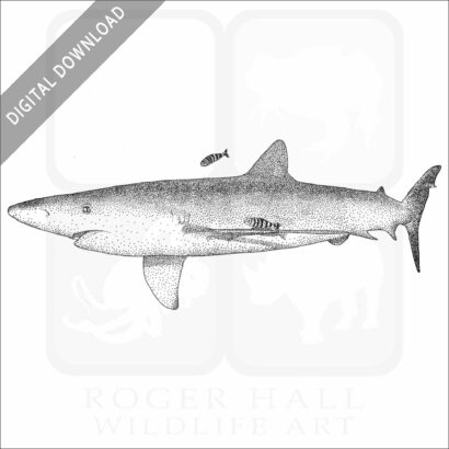 Blue Shark