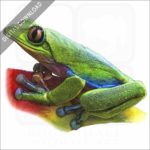 Blue-Sided Tree Frog stock image