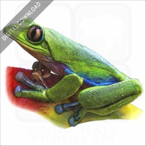 Blue-Sided Tree Frog stock image