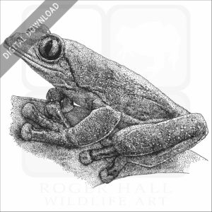 Blue-Sided Tree Frog