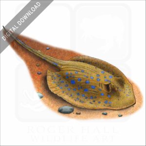 Blue-Spotted Ray illustration