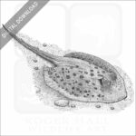Blue-Spotted Ray