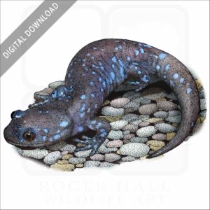 Blue-Spotted Salamander stock image