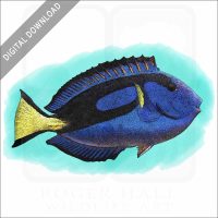 Blue Tang stock image