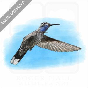 Blue-Throated Hummingbird stock image