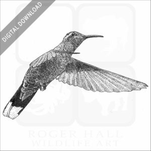 Blue-Throated Hummingbird