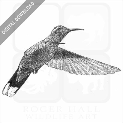 Blue-Throated Hummingbird