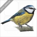 Blue Tit stock image