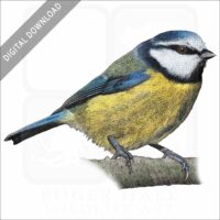 Blue Tit stock image