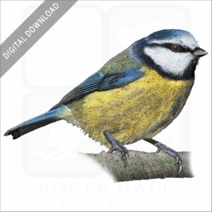 Blue Tit stock image