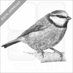 Blue Tit
