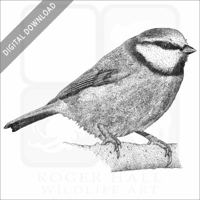 Blue Tit