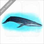Blue Whale stock image