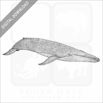 Blue Whale