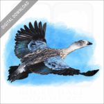 Blue-Winged Goose stock image